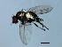  (Metopomyza scutellata - 09BBEDI-2581)  @13 [ ] CreativeCommons - Attribution (2010) CBG Photography Group Centre for Biodiversity Genomics