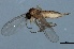  ( - 09BBEDI-2212)  @13 [ ] CreativeCommons - Attribution (2010) CBG Photography Group Centre for Biodiversity Genomics