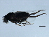  ( - 09BBEDI-2351)  @12 [ ] CreativeCommons - Attribution (2010) CBG Photography Group Centre for Biodiversity Genomics