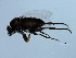  ( - 09BBEDI-2380)  @12 [ ] CreativeCommons - Attribution (2010) CBG Photography Group Centre for Biodiversity Genomics