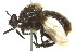  ( - 09BBEDI-2721)  @14 [ ] CreativeCommons - Attribution (2010) CBG Photography Group Centre for Biodiversity Genomics