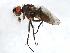  ( - 09BBEDI-1993)  @14 [ ] CreativeCommons - Attribution (2010) Unspecified Centre for Biodiversity Genomics