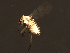  (Procladius ferrugineus - 08BBDIP-2245)  @13 [ ] CreativeCommons - Attribution (2009) Unspecified Centre for Biodiversity Genomics