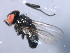  ( - 08BBDIP-2447)  @12 [ ] CreativeCommons - Attribution (2009) Unspecified Centre for Biodiversity Genomics
