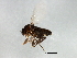  (Megaselia armstrongorum - 08BBDIP-2756)  @12 [ ] CreativeCommons - Attribution (2010) Unspecified Centre for Biodiversity Genomics