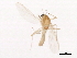  ( - 08BBDIP-2613)  @12 [ ] CreativeCommons - Attribution (2010) CBG Photography Group Centre for Biodiversity Genomics