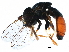  ( - BIOUG01241-D01)  @13 [ ] CreativeCommons - Attribution (2016) CBG Photography Group Centre for Biodiversity Genomics