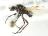  ( - BIOUG01786-E09)  @13 [ ] CreativeCommons - Attribution (2012) CBG Photography Group Centre for Biodiversity Genomics