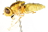  ( - BIOUG01786-H06)  @12 [ ] CreativeCommons - Attribution (2012) CBG Photography Group Centre for Biodiversity Genomics