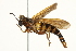  ( - BIOUG01787-A11)  @12 [ ] CreativeCommons - Attribution (2012) CBG Photography Group Centre for Biodiversity Genomics