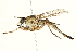  (Proctacanthella leucopogon - BIOUG01805-F10)  @14 [ ] CreativeCommons - Attribution (2012) CBG Photography Group Centre for Biodiversity Genomics