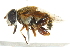  (Palpada vinetorum - BIOUG01788-F06)  @15 [ ] CreativeCommons - Attribution (2012) CBG Photography Group Centre for Biodiversity Genomics
