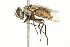  ( - BIOUG01808-A08)  @14 [ ] CreativeCommons - Attribution (2012) CBG Photography Group Centre for Biodiversity Genomics