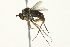  ( - BIOUG01817-C03)  @14 [ ] CreativeCommons - Attribution (2012) CBG Photography Group Centre for Biodiversity Genomics