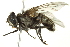  ( - BIOUG01817-G11)  @14 [ ] CreativeCommons - Attribution (2012) CBG Photography Group Centre for Biodiversity Genomics