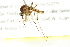  ( - BIOUG01818-C09)  @12 [ ] CreativeCommons - Attribution (2012) CBG Photography Group Centre for Biodiversity Genomics