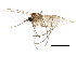  (Corynoptera forcipata group - BIOUG02190-A07)  @13 [ ] CreativeCommons - Attribution (2012) CBG Photography Group Centre for Biodiversity Genomics