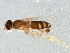 (Metopina subarcuata - BIOUG02583-B01)  @12 [ ] CreativeCommons - Attribution (2013) CBG Photography Group Centre for Biodiversity Genomics