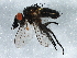  (Phytomyptera aenea - BIOUG01243-H03)  @13 [ ] CreativeCommons - Attribution (2012) CBG Photography Group Centre for Biodiversity Genomics