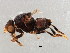  (Bitheca steyskali - BIOUG02308-H05)  @11 [ ] CreativeCommons - Attribution (2012) CBG Photography Group Centre for Biodiversity Genomics