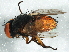  ( - BIOUG02566-H03)  @11 [ ] CreativeCommons - Attribution (2013) CBG Photography Group Centre for Biodiversity Genomics