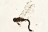  ( - 09BBEOD-0036)  @13 [ ] CreativeCommons - Attribution (2010) Unspecified Centre for Biodiversity Genomics