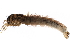  (Limnephilus nigriceps - 10BBEPT-0254)  @14 [ ] CreativeCommons - Attribution (2010) CBG Photography Group Centre for Biodiversity Genomics