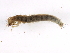  (Limnephilus nimmoi - 10BBEPT-0256)  @13 [ ] CreativeCommons - Attribution (2010) CBG Photography Group Centre for Biodiversity Genomics
