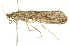  ( - BIOUG00840-D11)  @13 [ ] CreativeCommons - Attribution (2011) CBG Photography Group Centre for Biodiversity Genomics