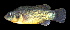  (Orestias luteus - ULRA OR 72)  @11 [ ] Copyright (2013) F.M. Carvajal-Vallejos Universidad Mayor de San Simon, Unidad de Limnologia y Recursos Acuaticos