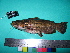  ( - UMSS 10515)  @12 [ ] Copyright (2011) F.M. Carvajal-Vallejos FAUNAGUA