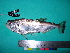  (Hydrolycus armatus - UMSS 10544)  @13 [ ] Copyright (2011) F.M. Carvajal-Vallejos FAUNAGUA
