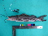  (Leiarius - UMSS 10620)  @14 [ ] Copyright (2011) F.M. Carvajal-Vallejos FAUNAGUA