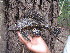  ( - UMSS 10956)  @11 [ ] Copyright (2011) F.M. Carvajal-Vallejos FAUNAGUA