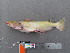  (Ageneiosus inermis - UMSS 11034)  @14 [ ] Copyright (2011) F.M. Carvajal-Vallejos FAUNAGUA