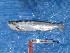  ( - UMSS 11180)  @14 [ ] Copyright (2011) F.M. Carvajal-Vallejos FAUNAGUA