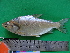  ( - UMSS 11357)  @14 [ ] Copyright (2011) F.M. Carvajal-Vallejos FAUNAGUA