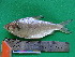  ( - UMSS 11359)  @14 [ ] Copyright (2011) F.M. Carvajal-Vallejos FAUNAGUA