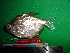 ( - UMSS 11398)  @14 [ ] Copyright (2011) F.M. Carvajal-Vallejos FAUNAGUA