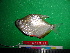  ( - UMSS 11399)  @14 [ ] Copyright (2011) F.M. Carvajal-Vallejos FAUNAGUA