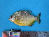  (Serrasalmus maculatus - UMSS 11610)  @15 [ ] Copyright (2011) F.M. Carvajal-Vallejos FAUNAGUA