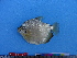  ( - UMSS 11633)  @14 [ ] Copyright (2011) F.M. Carvajal-Vallejos FAUNAGUA