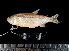  ( - UMSS 1571.3)  @14 [ ] Copyright (2013) F.M. Carvajal-Vallejos Universidad Mayor de San Simon, Unidad de Limnologia y Recursos Acuaticos