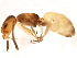  (Forelius pruinosus - 10BBUFO-0111)  @14 [ ] CreativeCommons - Attribution (2010) CBG Photography Group Centre for Biodiversity Genomics
