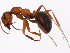  (Formica sibylla - 10BBCFO-0075)  @12 [ ] CreativeCommons - Attribution (2010) CBG Photography Group Centre for Biodiversity Genomics