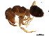  (Lasius pallitarsis - 10BBCFO-0354)  @15 [ ] CreativeCommons - Attribution (2010) CBG Photography Group Centre for Biodiversity Genomics