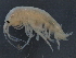  ( - BIOUG17846-G05)  @11 [ ] CreativeCommons - Attribution (2015) CBG Photography Group Centre for Biodiversity Genomics