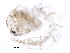  ( - BIOUG22761-H04)  @12 [ ] CreativeCommons - Attribution (2016) CBG Photography Group Centre for Biodiversity Genomics