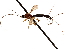  (Concurtisella - BIOUG44561-B12)  @11 [ ] CreativeCommons - Attribution (2019) CBG Photography Group Centre for Biodiversity Genomics