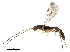  (Pioscelus - BIOUG44561-C01)  @11 [ ] CreativeCommons - Attribution (2019) CBG Photography Group Centre for Biodiversity Genomics